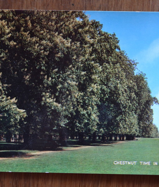 Chesnut time in Bushy Park England