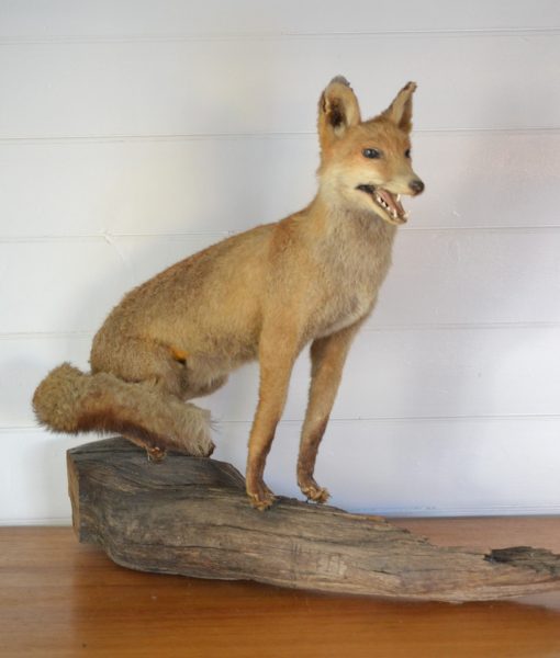 Vintage taxidermy fox