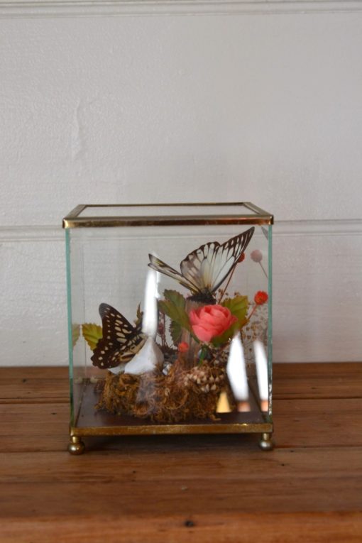 Vintage diorama butterfly  taxidermy terrarium 1970s