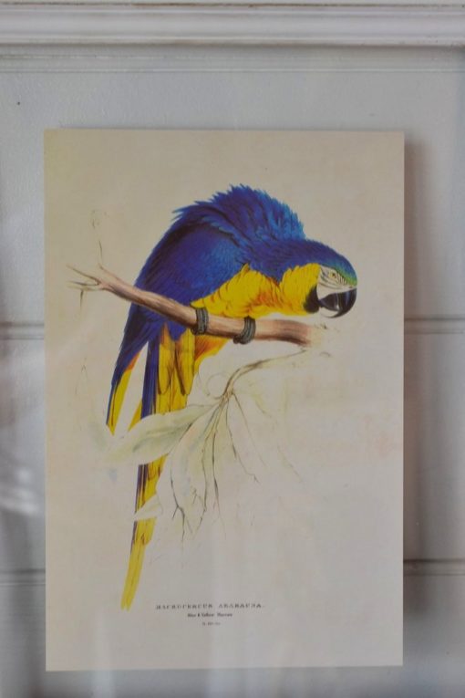Vintage print Edward Lear Parrot. Blue & Yellow Maccaw Macrocercus ararauna