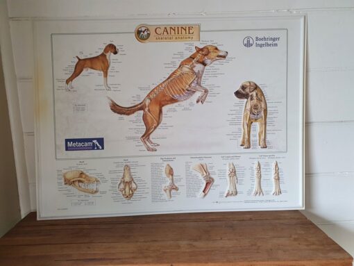 Canine skeletal anatomy  2D plastic dog chart poster metacam